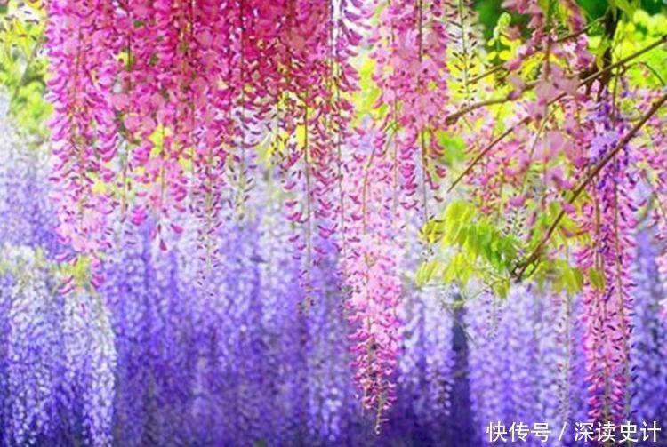 漂亮|谁见了都喜欢的4种花,好养又漂亮,全年开花不断
