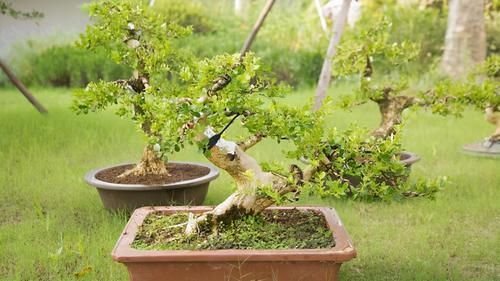 养好黄杨下山桩，重点是做好假植促根阶段的工作，才能提高成活率