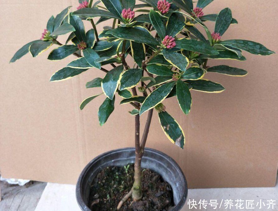 养金边瑞香，要重视5个“问题”，做好了花开满盆，叶子油绿