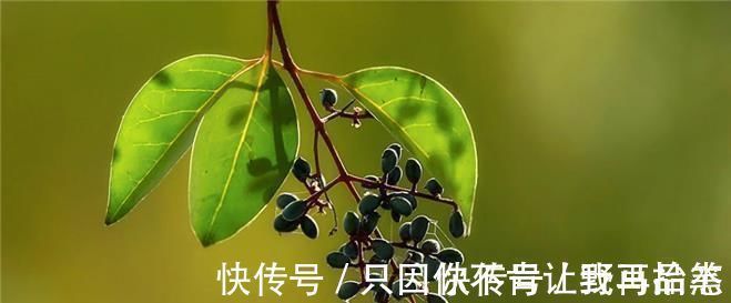 腰膝酸软|女贞子泡水喝可以治疗什么疗效到底怎么样今天来告诉各位答案