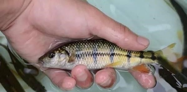 钓点|溪石斑,鱼体虽小价格昂贵,很多钓鱼人根本不懂如何垂钓!