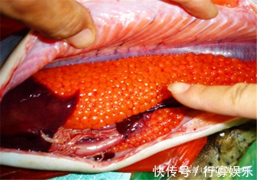 白刺果|想长寿要多吃4种食物,排毒养颜、延缓衰老,排除毒素,净化血液