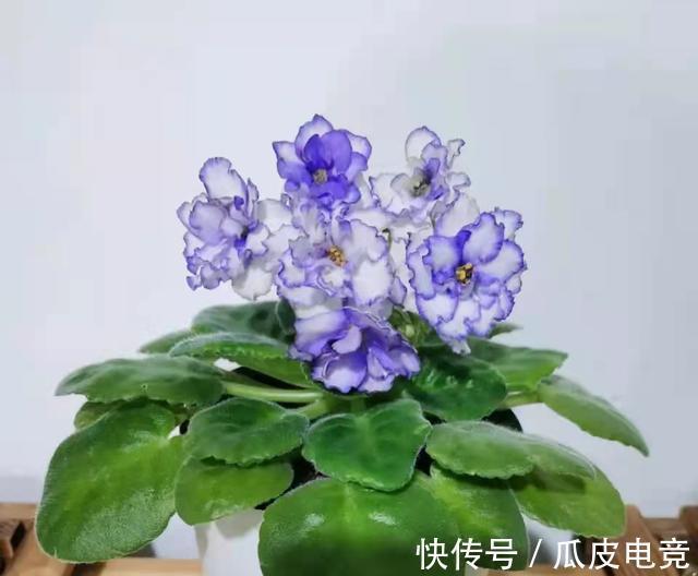 散光|这4种漂亮的花，有点散光就能开得灿烂，天冷也不怕