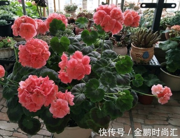 新手养花，不如养盆花中精品“情人菊”，似娇艳情人，美艳优雅