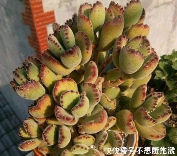 家庭|家庭养多肉,掌握这7点,就没有养不好的多肉植物!