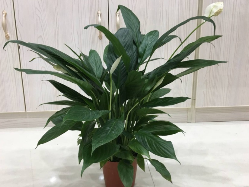 叶子|靠养花愉悦自己,盆栽这3款试试,寓意好,漂亮又实用