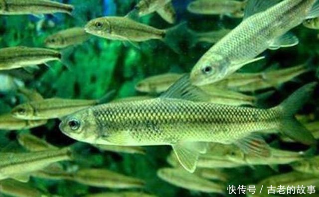 杂鱼|这种鱼三年才长10厘米,很容易误认是小杂鱼,现在要千元一斤
