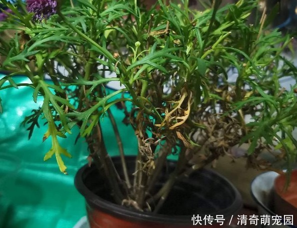 潮湿|超级“喜水”的花,3天不浇水,就离死不远了