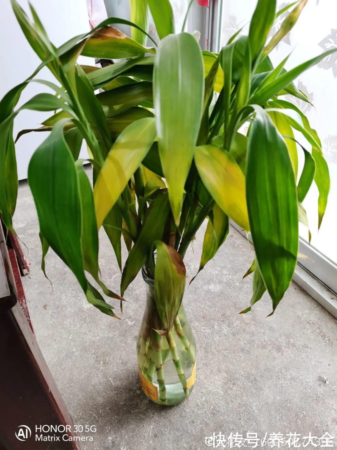 10种“怕晒花”,越晒死越快,半阴地儿反倒长得旺