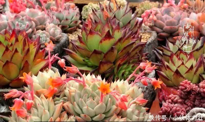 多肉|繁华落幕尽铅华,姹紫嫣红刹那,余生不长,因爱而芳华!