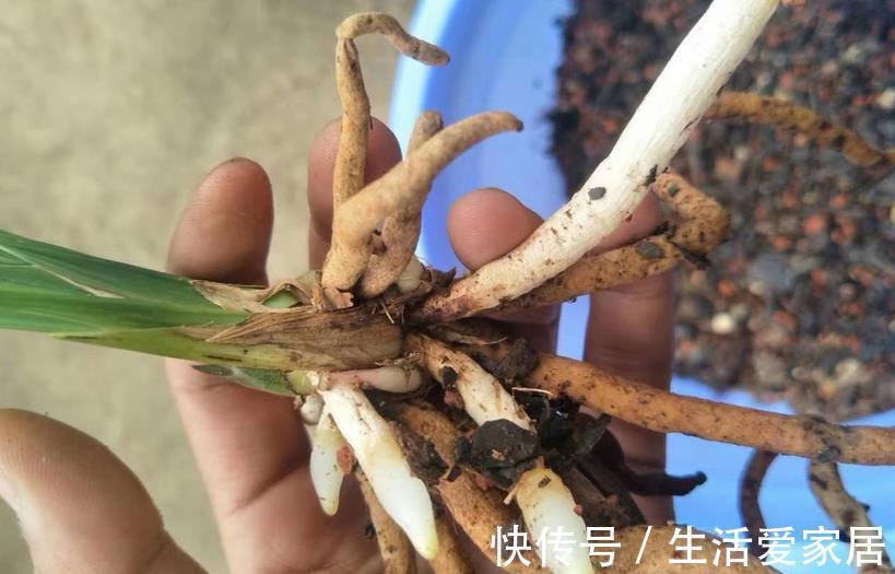 因素|哪些因素会导致兰花盆栽烂根?