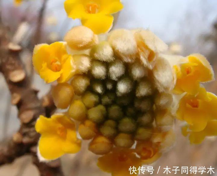 打结花!真漂亮啊!