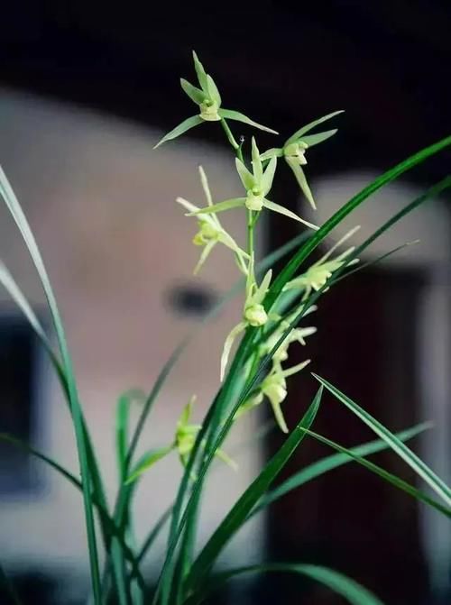 你觉得兰花怎么样？