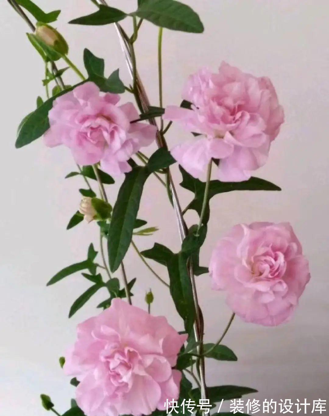 芦荟|8种花像“老母猪”，种一棵，生一窝，多得没地方养