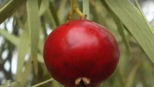 水蜜桃|水果的原始形态,面对这样的西瓜,夏天你还会想喝西瓜汁吗