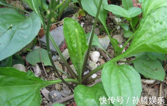 养生|一味车前草,养生大功效!经常拿来泡水喝,身体收获喜人变化