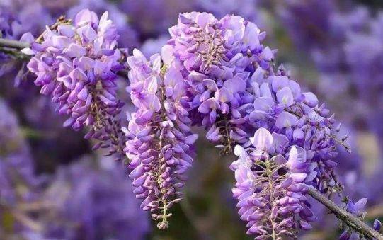 郁金香|超仙的4种花,漂亮似牡丹,四季开花不断,养殖容易,你值得拥有