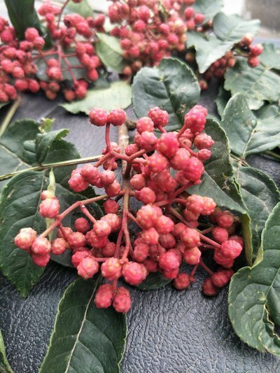 花椒酒打败了骨科专家！治膝盖痛、腿疼、骨刺…太好用了