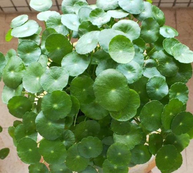 夏天养此款花卉,耐寒易打理,花美色艳,花儿轻松开爆盆