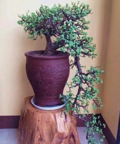 不要在养马齿苋树、玉树了,这种植物山上挖一棵,养成老桩巨值钱