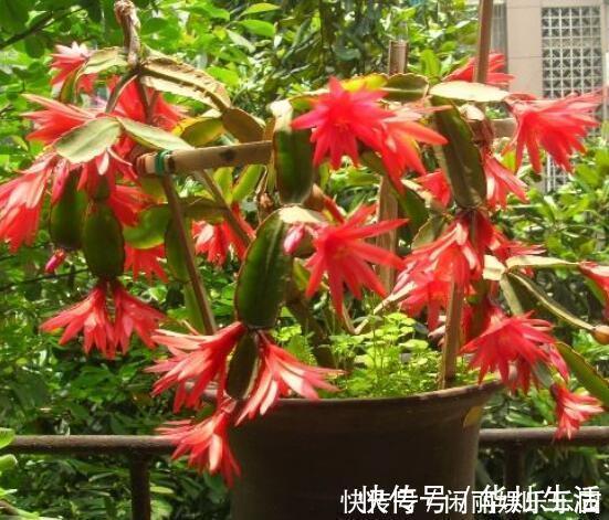 浇水|如何养殖蟹爪兰,让它长得快、开花多、状态好?