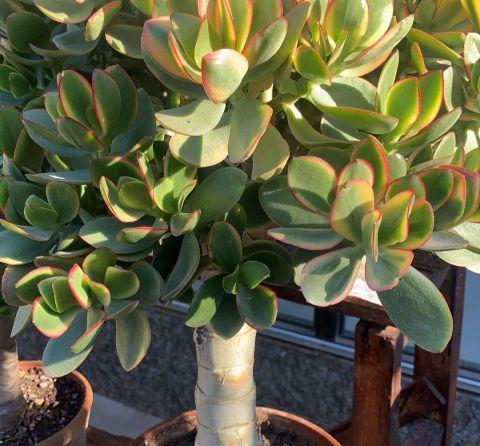 枝条|一年四季这么养玉树,枝叶庞大碧绿,寿命长,变成老桩更漂亮