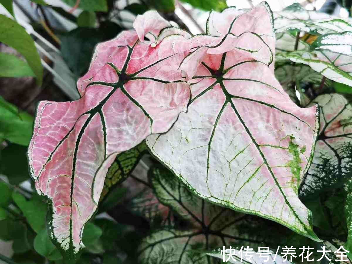 平安树|30种观叶植物,能观赏也净化空气,总有一种你养过