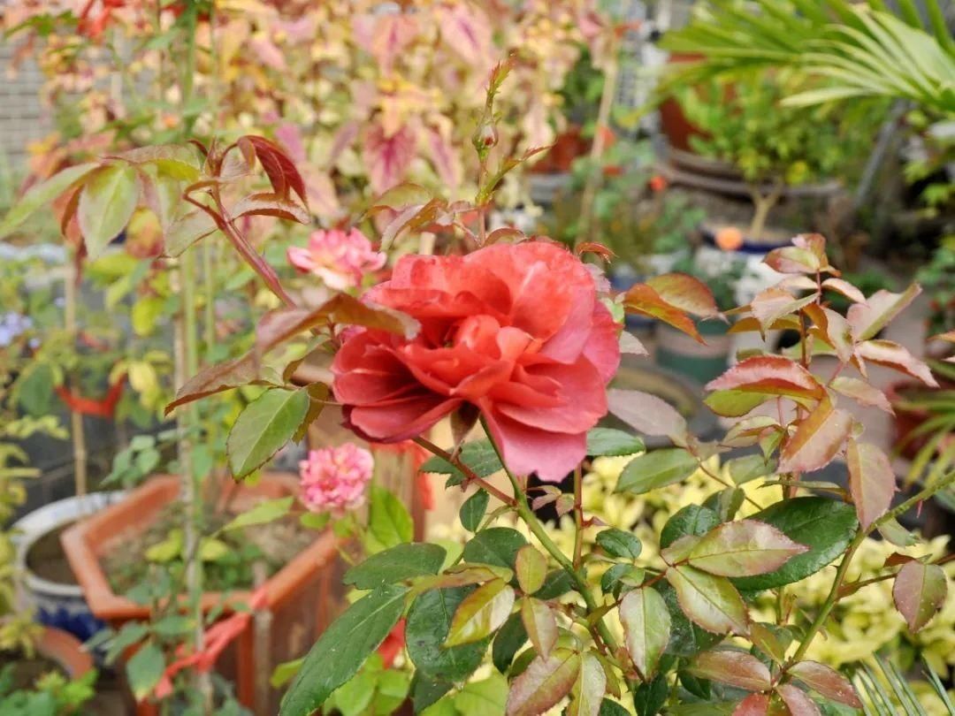 显摆一下我的家丨花开香满院，爱花人在自家庭院建小花园