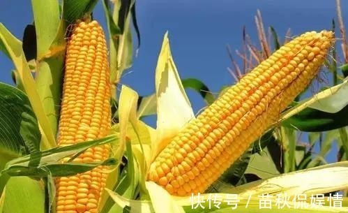 老少皆宜|玉米是高血脂的“发物”?医生:想降脂的人,这2种素食尽量少吃