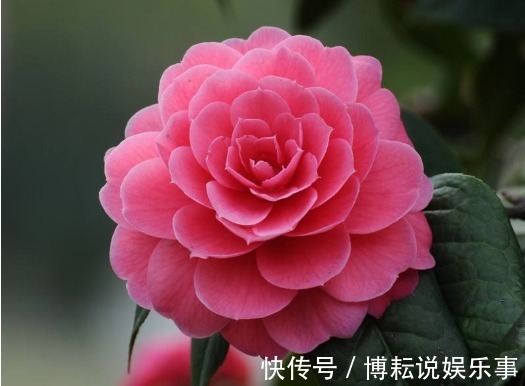 花卉|这“5种”花，好看又好养，开花艳丽，美不胜收，家庭盆栽首选