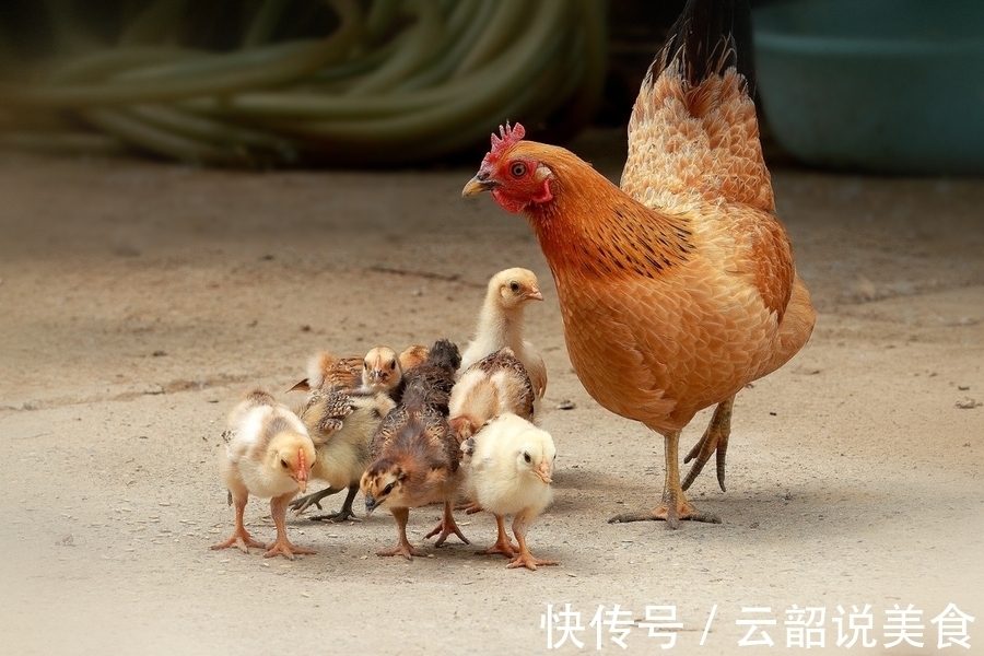 鸡汤怎么炖清亮鲜香，营养美味牢记2不用3窍门，鸡汤好喝人人夸