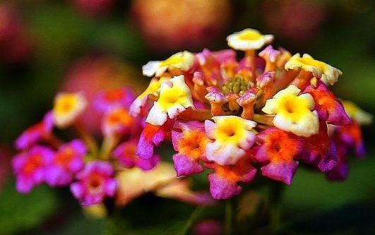 大岩桐|从9月8日开始,家养此款花卉,幽香淡雅,开花绚丽夺目