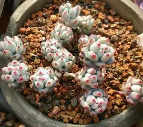 新手养无根多肉发根难!学会这2招,7到10天就生根