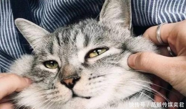 分成|明朝皇帝有个怪癖,将猫分成三六九等!