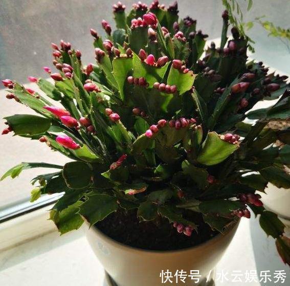 冬春养长寿花、蟹爪兰,不能心软,越早下手剪剪开花越多越漂亮