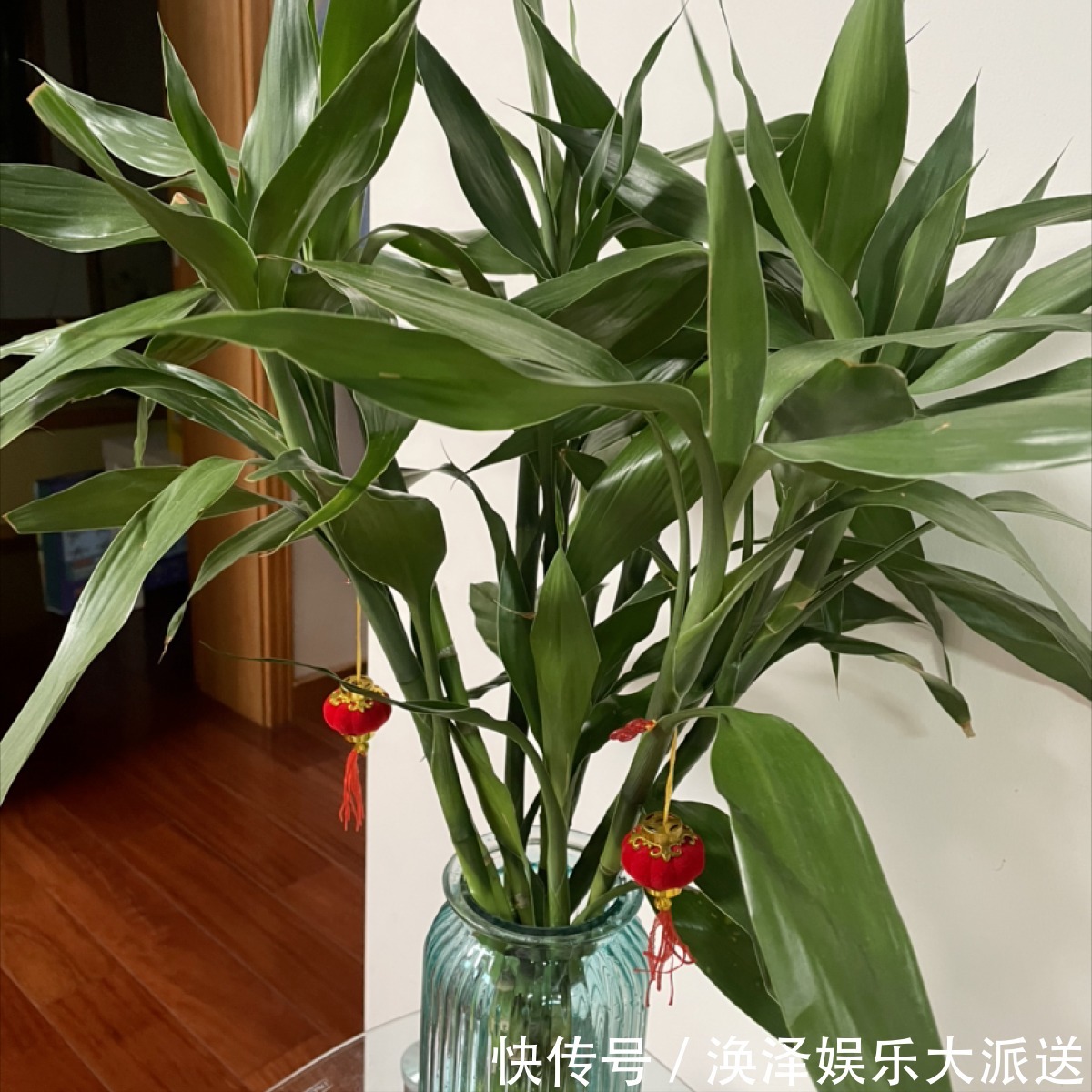 发财树|8种“漂亮花”，个个都是“招财树”，家里养一棵，不愁没钱花