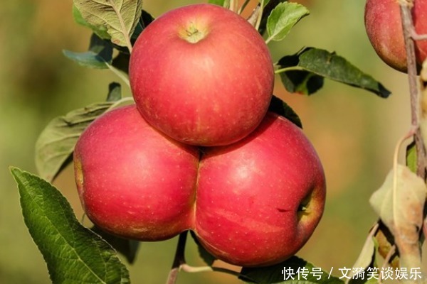 苹果尽量少吃,或者最好不吃,原因在这里,早知道早改正