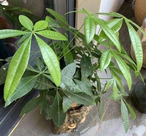 发财树盆里扔点小东西，壮根促芽，再喷点它，叶子一年绿油油