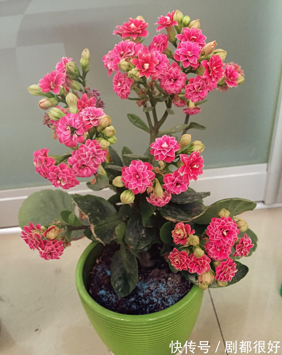 花盆|养花试试这几款,小花盆种植,并且不需要经常浇水,越养越好看