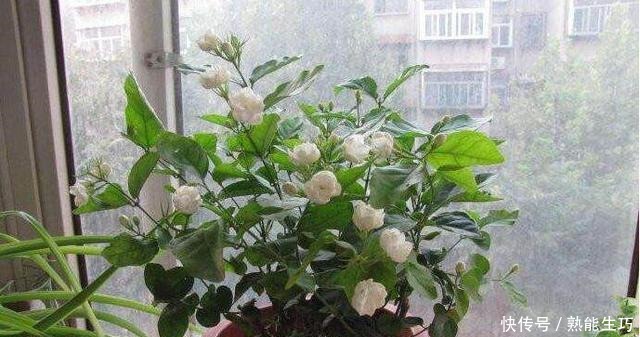 总是睡不好养这4种花,家里空气一级棒,一家老小睡得香!