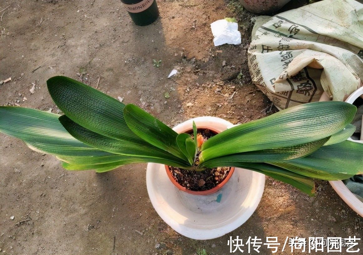 秋天养君子兰,赶紧追肥,要不到了冬天夹箭,不开花