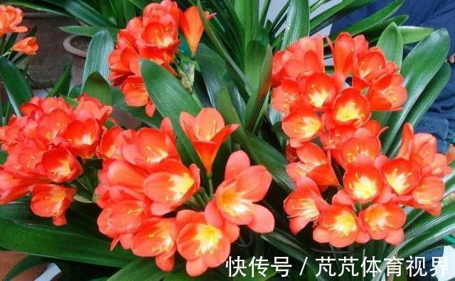 花友|养君子兰虎尾兰,扒点土反而疯长,1个月蹿出10个芽