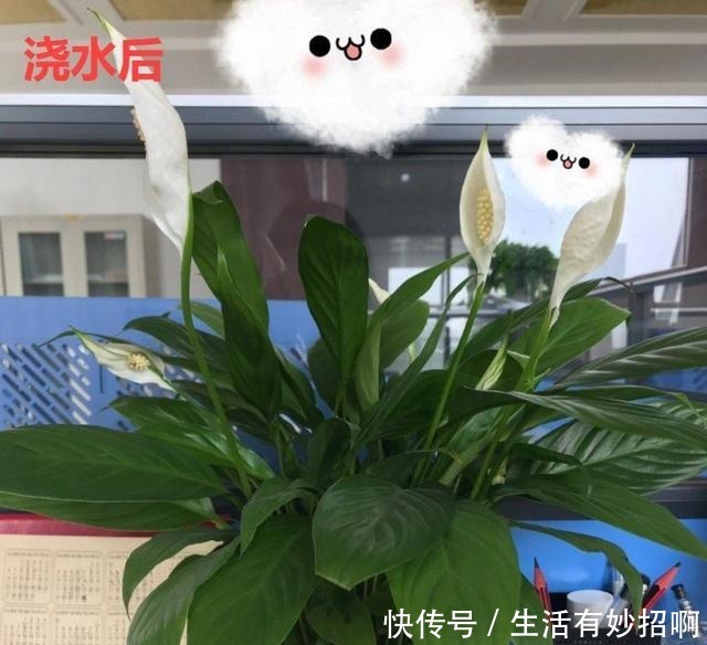 10种花,春天不能晒,躲屋里最安全!10种花,春天不能晒,躲屋里最安全!