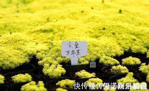 公认的4种普货多肉，颜色金贵皮实好养，花友们热烈追捧！