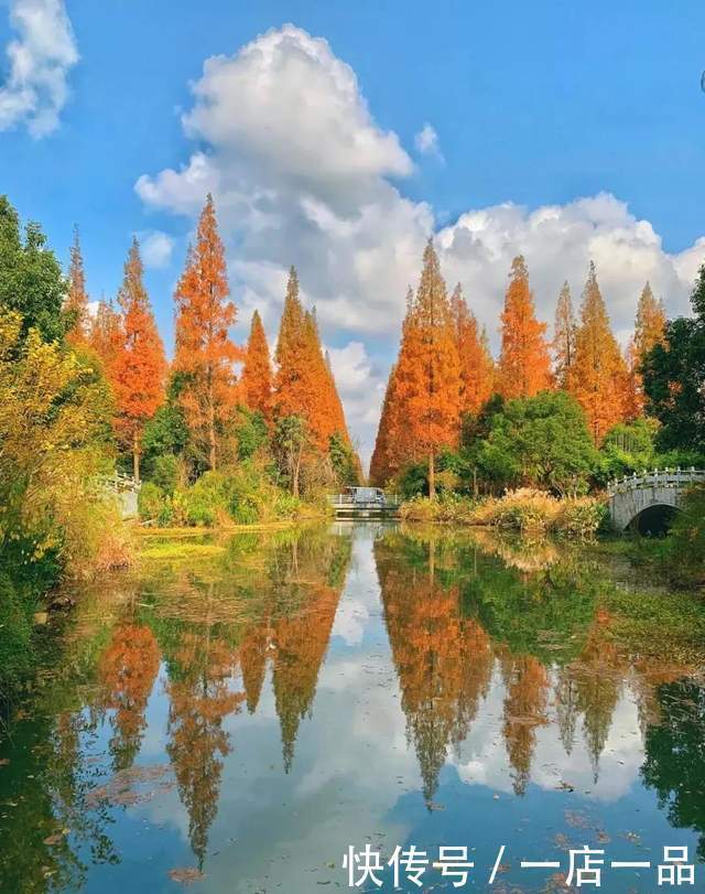 美景|「美景」东平国家森林公园迎来最佳赏叶季，错过还要等一年