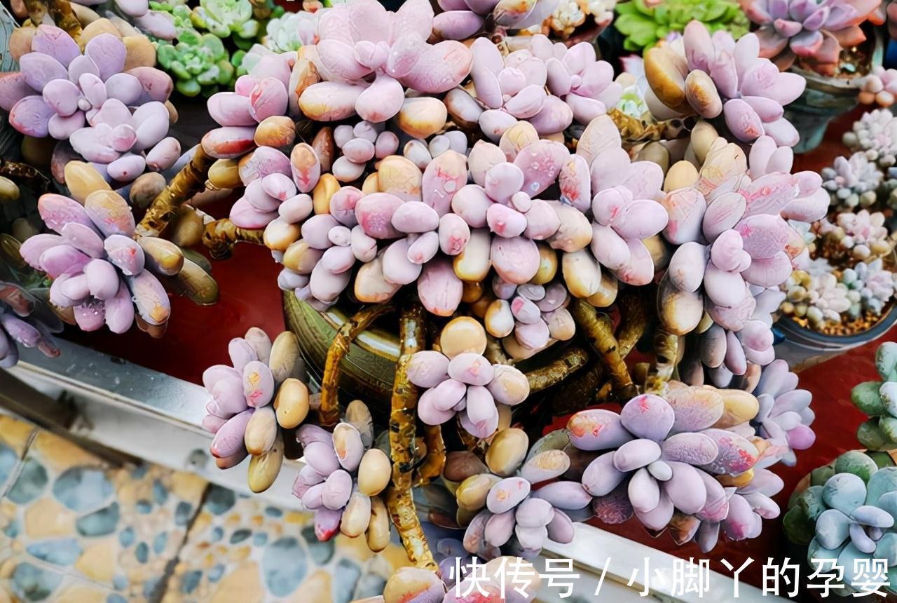 分享容易养成“老桩”的4种普货,初冬的肉肉又美又有韵味,爱了