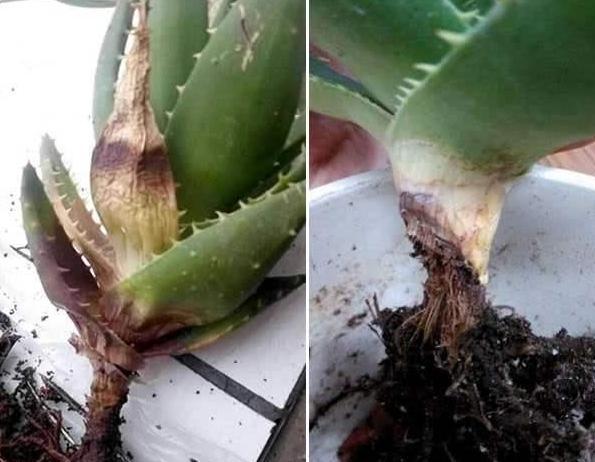 如何让花草长得旺、不生虫3种''粉末''掺到土里,可早做预防