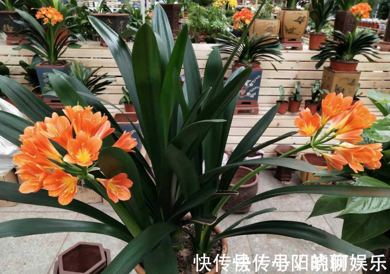 复合肥|6种漂亮花，都有“好寓意”，喜欢的话养一盆，吉祥又大气