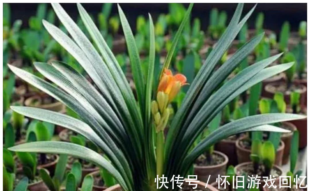 植株|5种喜“半阴花”，入冬以后多见阳光，长得旺早开花