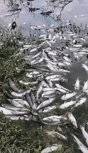 工作人员|网传乌当一水库飘起死鱼！当地政府回应